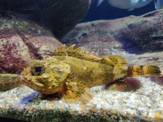 fish swimming