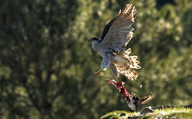 Azor adulto con presas en su territorio