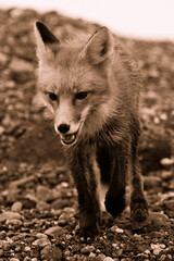 red fox vulpes