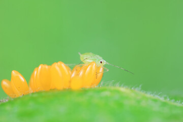 Aphids crawling on ladybird eggs, North China
