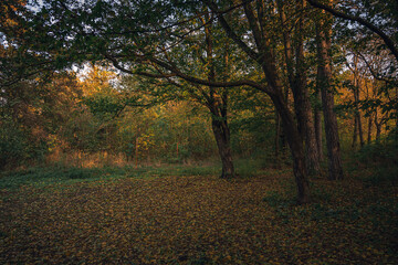 Autumn sunset