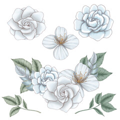 Cute white and bluish flowers, botanical design elements isolated, flower bouquet, floral garland, romantic decor elements