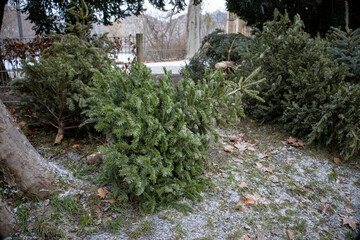 Knutfest Weihnachtsbäume auf der Straße Tannen 