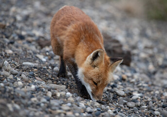 red fox vulpes