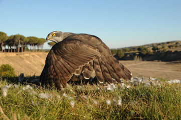 Azor adulto con presas en su territorio