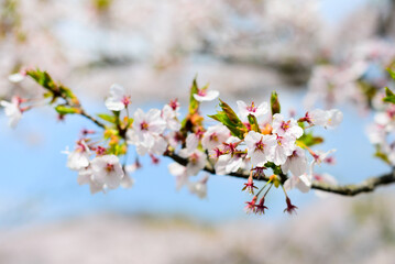 Background, Close up Pink Japanese cherry blossom in late spring .