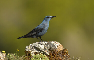 roquero solitario en la sierra abulense