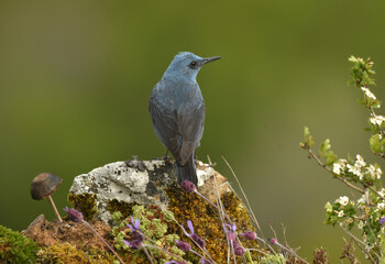 roquero solitario en la sierra abulense
