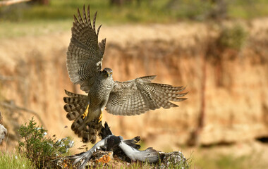 Azor adulto con presas en su territorio