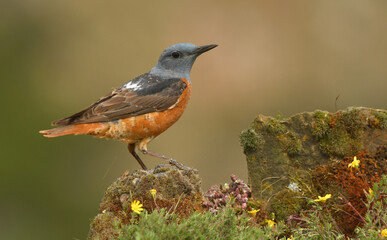 roquero rojo en la sierra abulense