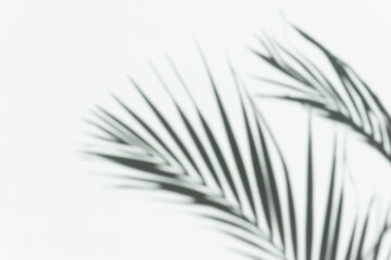 Shadow palm overlay background. Blurred shadow of a tropical branch of a palm tree on a white light...