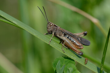 Woodland grasshopper (Omocestus rufipes) on a blade of grass