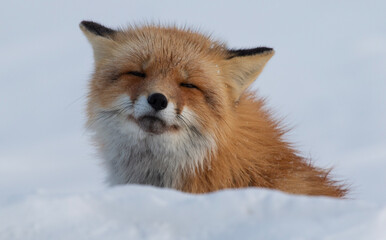 Obraz premium Red Fox Squint