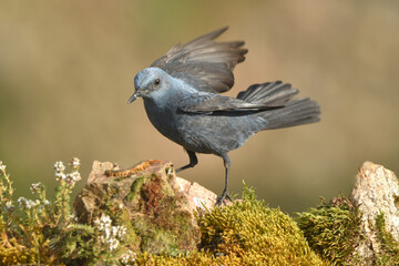 roquero solitario en la sierra abulense