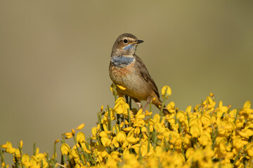 pechiazul en la sierra de gredos