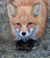 Obraz na płótnie Canvas Red Fox laying close up