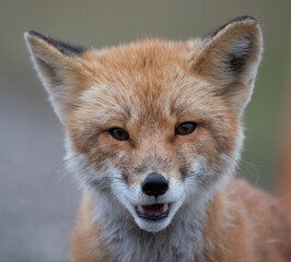 Fototapeta premium red fox portrait