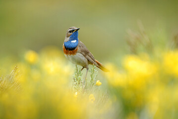 pechiazul en los piornos amarillos.Gredos