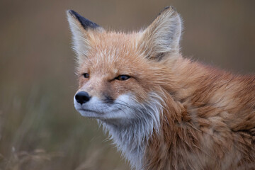 Obraz na płótnie Canvas red fox vulpes
