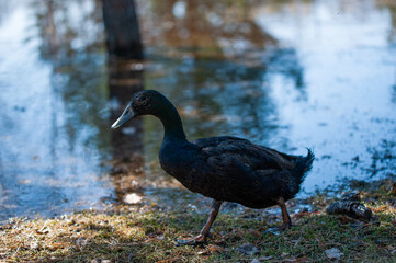 black bottle duck by the water