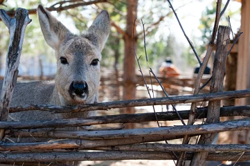 Fototapeten roe deer in the park behind a wooden fence © Надежда Долгова