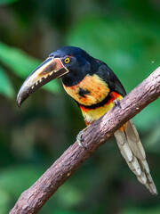 Toucan Collared Aracari, Pteroglossus torquatus, bird with big bill. Toucan sitting on the moss branch in the forest, Boca Tapada, Costa Rica. Nature travel in central America