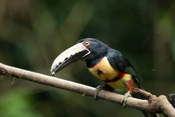 Toucan Collared Aracari, Pteroglossus torquatus, bird with big bill. Toucan sitting on the moss branch in the forest, Boca Tapada, Costa Rica. Nature travel in central America