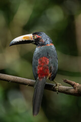 Toucan Collared Aracari, Pteroglossus torquatus, bird with big bill. Toucan sitting on the moss branch in the forest, Boca Tapada, Costa Rica. Nature travel in central America