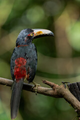 Toucan Collared Aracari, Pteroglossus torquatus, bird with big bill. Toucan sitting on the moss branch in the forest, Boca Tapada, Costa Rica. Nature travel in central America