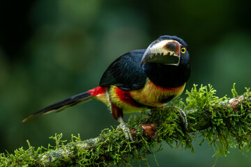 Toucan Collared Aracari, Pteroglossus torquatus, bird with big bill. Toucan sitting on the moss branch in the forest, Boca Tapada, Costa Rica. Nature travel in central America