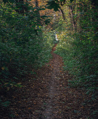 Autumn woods