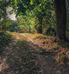 Obraz premium Autumn woods