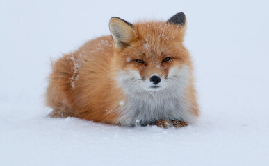 Red Fox Snow 