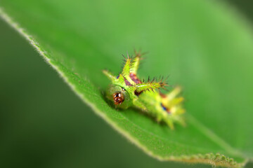 The larvae of the moth on wild plants, North China