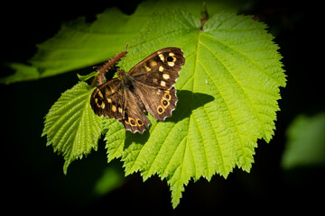 Schmetterling Waldbrettspiel auf Haselnuss Blatt