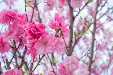 花桃（ハナモモ）の花。三色咲きの花桃