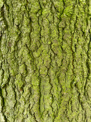 Tree bark textured background