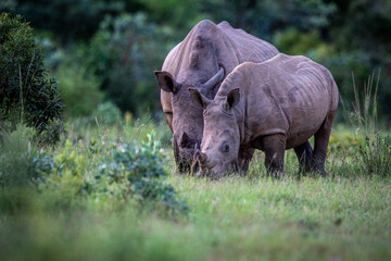 Two White rhinos grazing on an open plain.