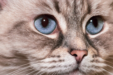 Fototapeta premium Siberian Neva Masquerade cat with blue eyes close-up portrait. Selective focus and image with shallow depth of field
