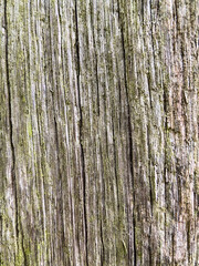 old wood textured background	