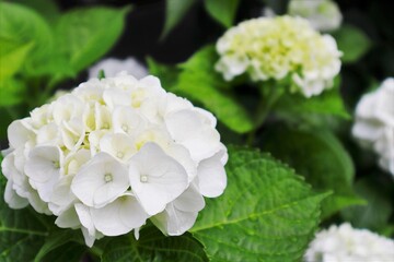 白い紫陽花の花と緑の葉のコントラスが美しい あじさい