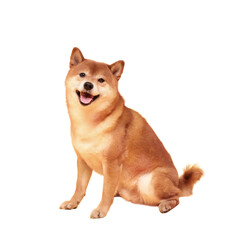Happy shiba inu dog on yellow. Red-haired Japanese dog smile portrait.