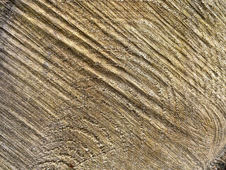 Roughly cut tree trunk textured background