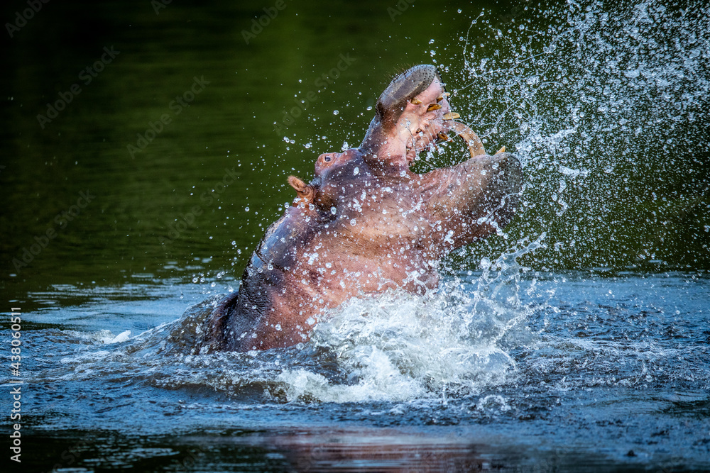 Wall mural hippo displaying in a water dam.