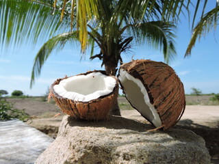 bright white coconuts under the coconut tree