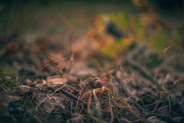 Nature beauty