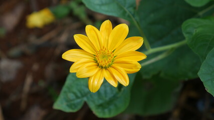 yellow flower