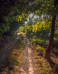 Obraz premium Summer landscape
