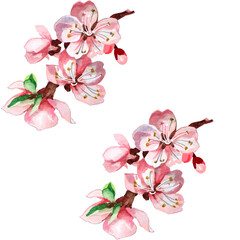 2 apricot flowers branches watercolor isolated on white background set for all prints. Spring flowers pattern.