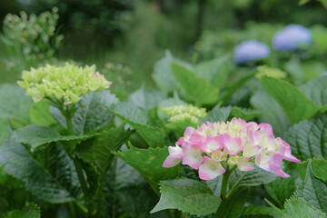 アジサイ